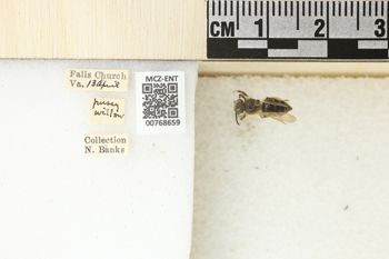 Media type: image;   Entomology 768659 Aspect: Labels